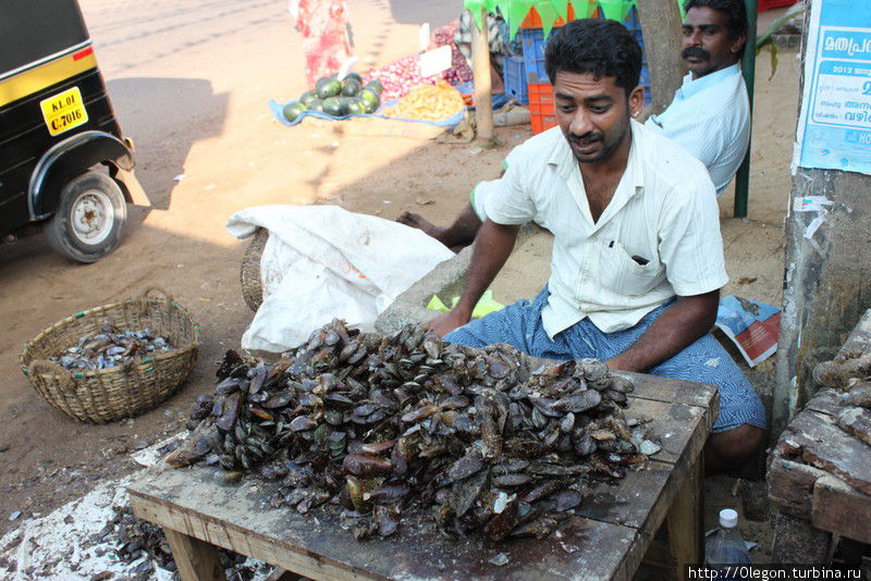 Ракушки съедобные Варкала, Индия