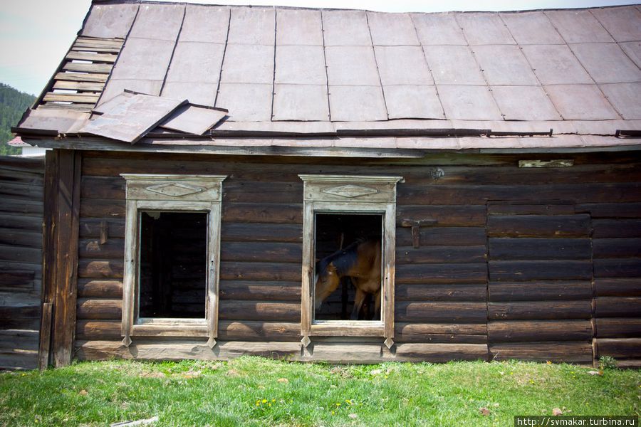 Добрые лошади Больших Котов Листвянка, Россия