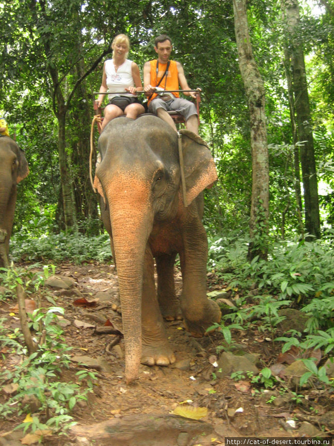 Слоновник на Чанге Остров Чанг, Таиланд