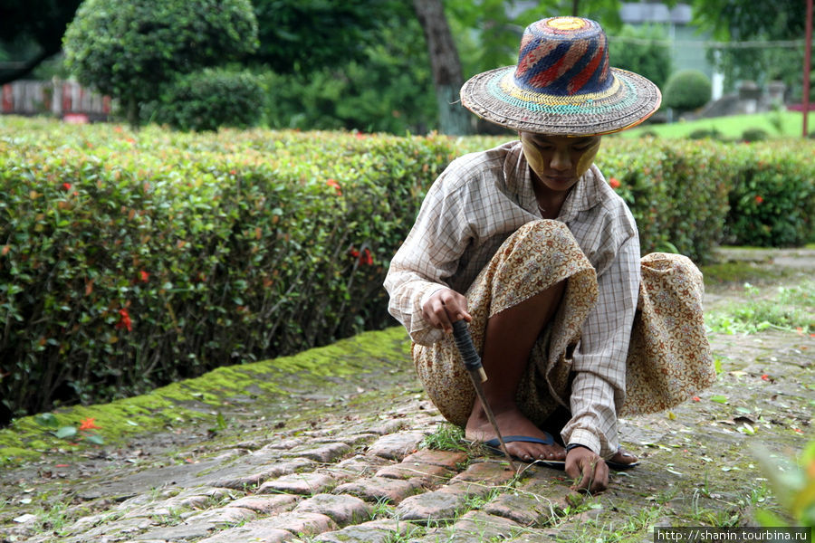 Кропотливая работа — срывать былинки по одной Янгон, Мьянма