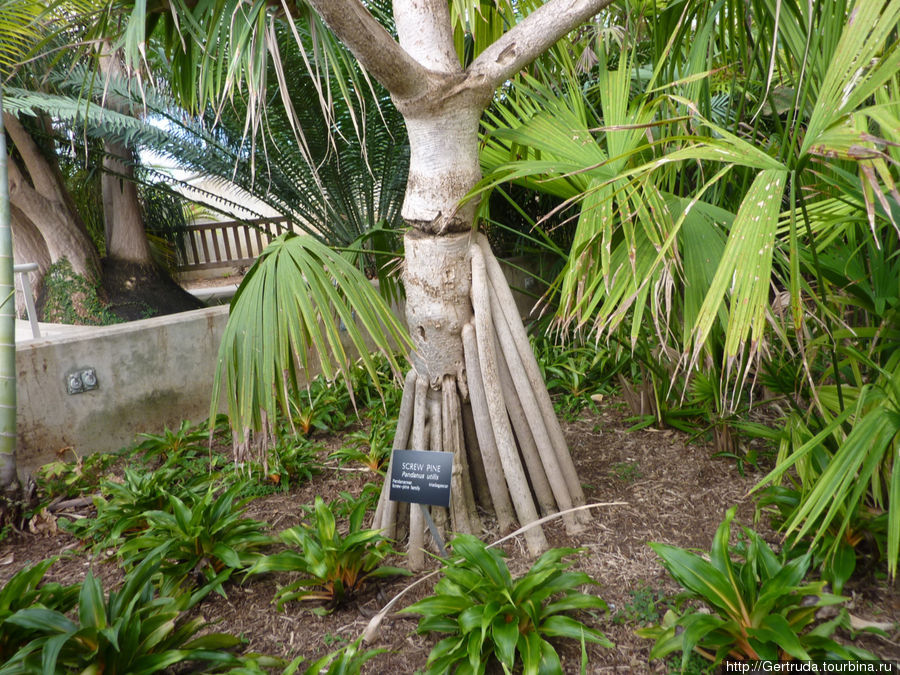 Винтовая пальма — панданус Сан-Антонио, CША