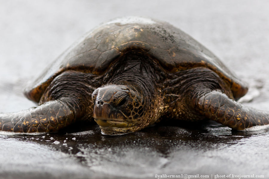 Гавайские острова Большой Остров с гигантскими черепахами Остров Гавайи, CША