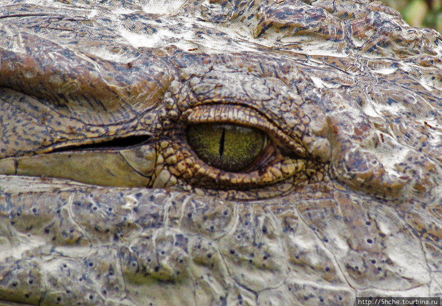 Заглянуть в пасть крокодилам, или красивое рядом Мураманга, Мадагаскар