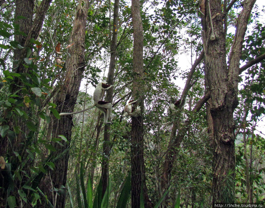 Семейка красавчиков-непосед сифаков в заповеднике Peyrieras Мураманга, Мадагаскар