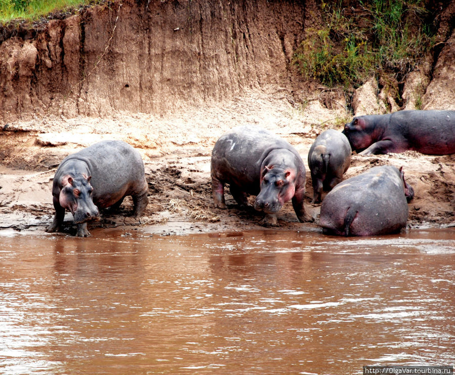 Основные её обитатели — бегемоты... Масаи-Мара Национальный Парк, Кения