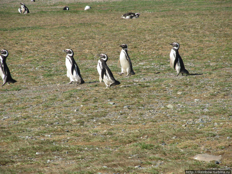 Как видим манеры пигвинов абсолютно схожие с теми, которые мы видели вчера в заливе Отвей  — ходьба гуськом Остров Магдалена, Чили