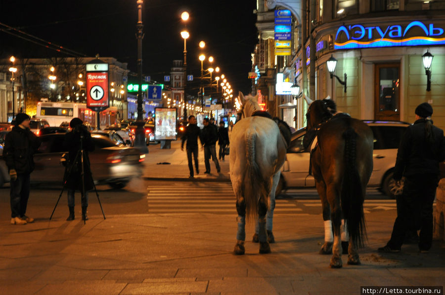 Лошади на Невском Санкт-Петербург, Россия