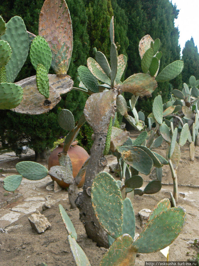 Аллея кактусов в Балчике Балчик, Болгария