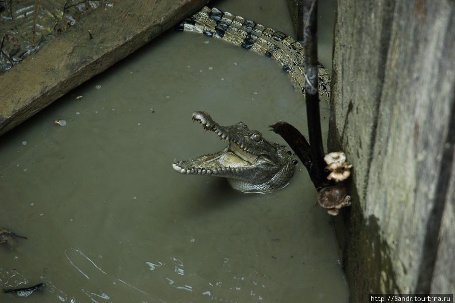 Зато теперь я знаю, что крокодилы умеют шипеть. Как кошки. Папуа, Индонезия