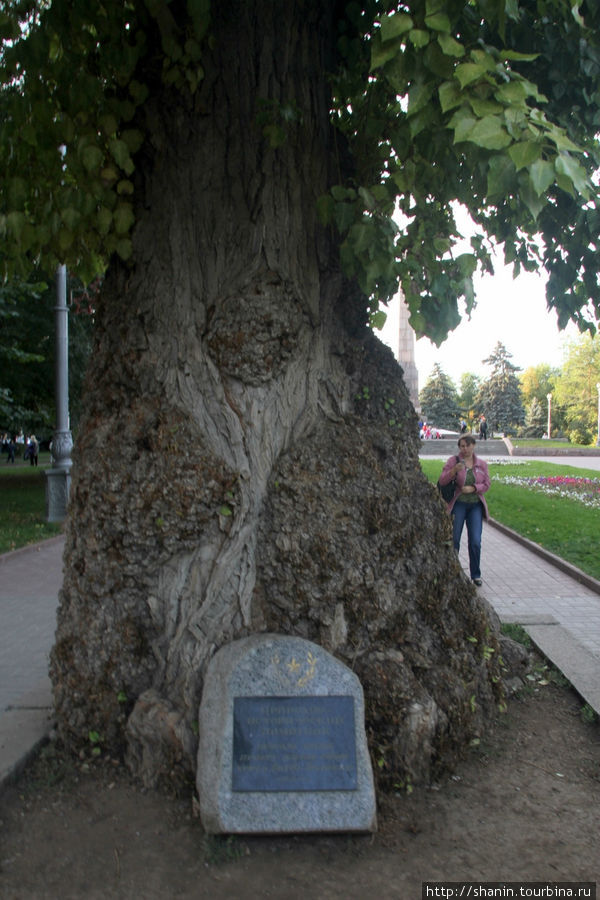 Вечный тополь — дерево пережило Сталинградскую битву и до сих пор зеленеет. Волгоград, Россия