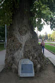 Вечный тополь — дерево пережило Сталинградскую битву и до сих пор зеленеет.