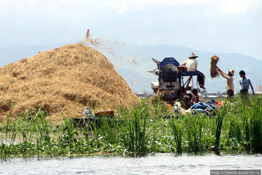 Молотилка выбивает рисовые зерна и отбрасывает в сторону солому Ньяунг-Шве, Мьянма