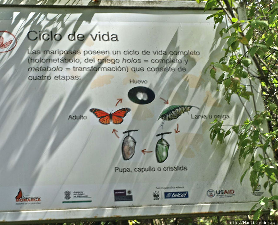Цикл жизни бабочки: в отличии от обыкновенной бабочки, которая летает 2-7 дней, королевская бабочка проводит в состоянии полета 8 месяцев. Биосферный заповедник бабочки Монарх, Мексика