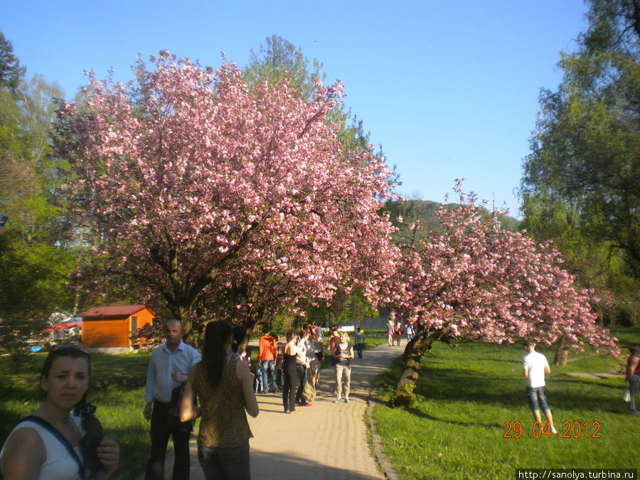 Цветущая сакура Львов, Украина