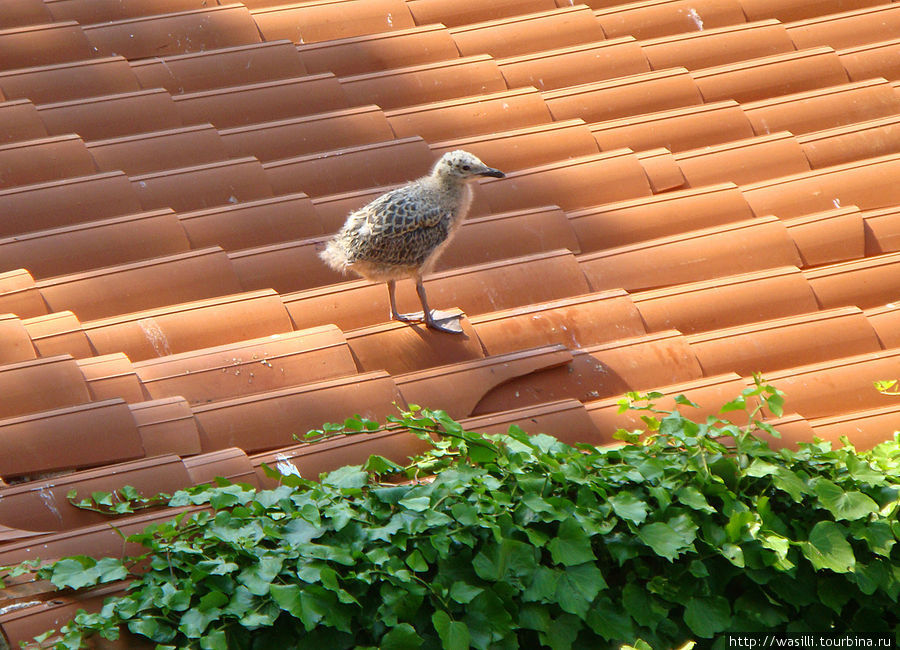 Чайки растят своё потомство прямо на крышах домов. Ровинь, Хорватия