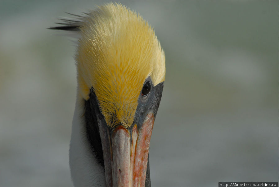 Пеликан по имени Панчо Остров Кайо-Коко, Куба