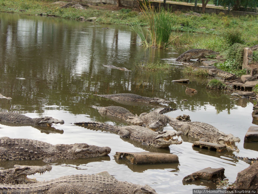 К индейцам и крокодилам. Национальный парк Полуостров Сапата, Куба