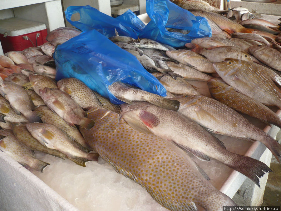 Рыбный рынок в Шардже Шарджа, ОАЭ