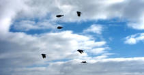 полет птиц -это медитация ветра