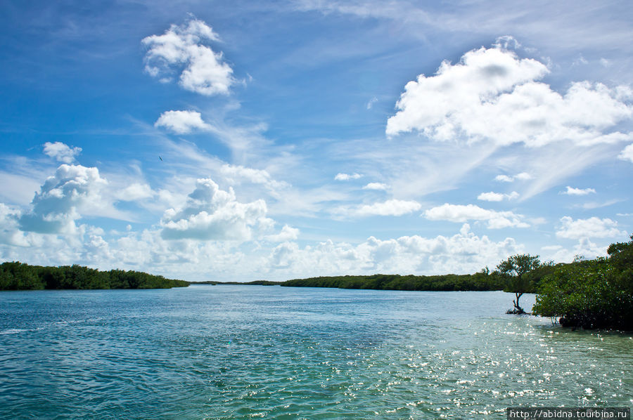 Морское сафари среди мангровых зарослей Кайо Санта Мария, Куба