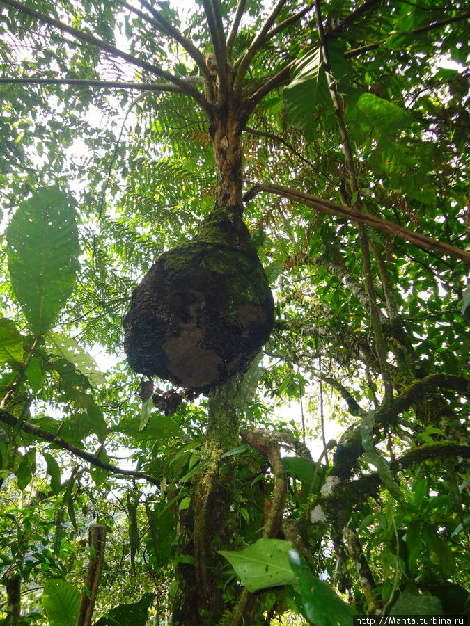 Осиное гнездо. Наверно Сан-Рафаэль (водопад), Эквадор
