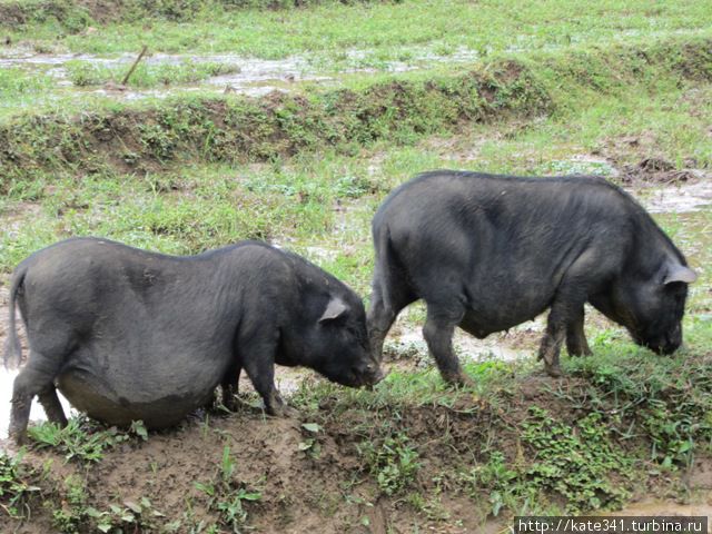 Вьетнамский транзит между двумя королевствами. Часть 6 Сапа, Вьетнам