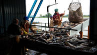 Рыбозавод – сюда на баржах доставляется улов от рыбацких бригад, разбросанных по разным уголкам дельты