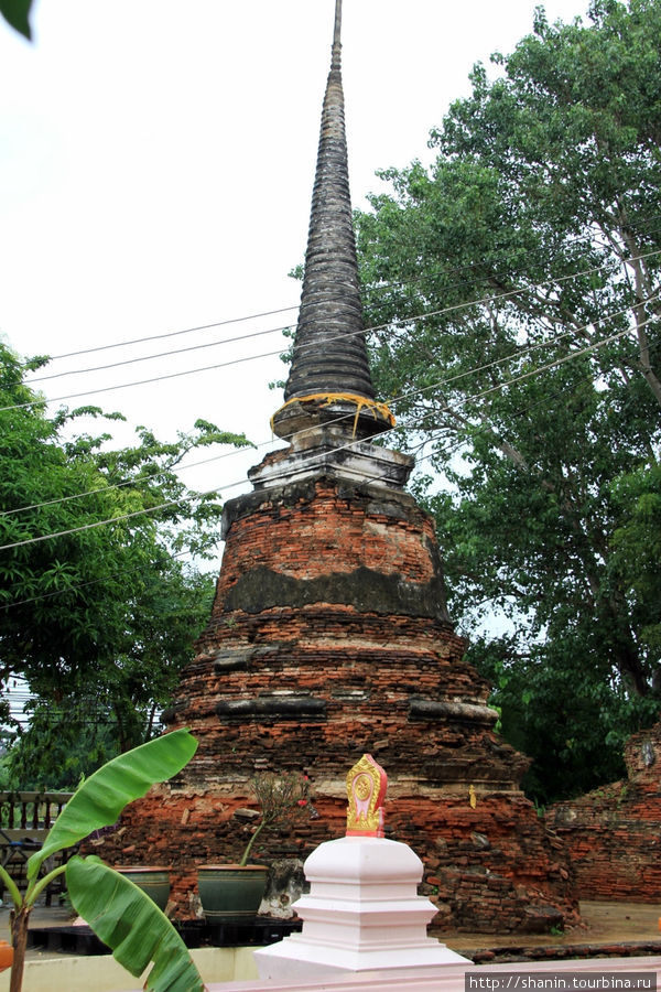 Монастырь любителей бонсай Аюттхая, Таиланд