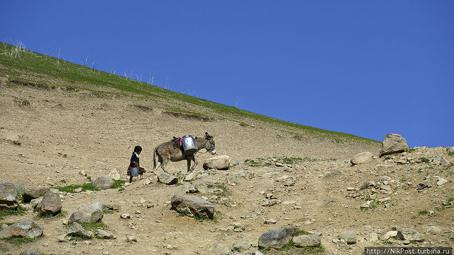 В обязанность  маленькой девочки входит снабжение хозяйства питьевой водой. Несколько раз в день она отправляется со своим осликом к роднику, находящемуся в ущелье, в километре от дома. Наполнить ведерком две сорокалитровые фляги закрепленные на седле, они по крутой горной тропинке идут к дому. Кордайский район. Тараз, Казахстан