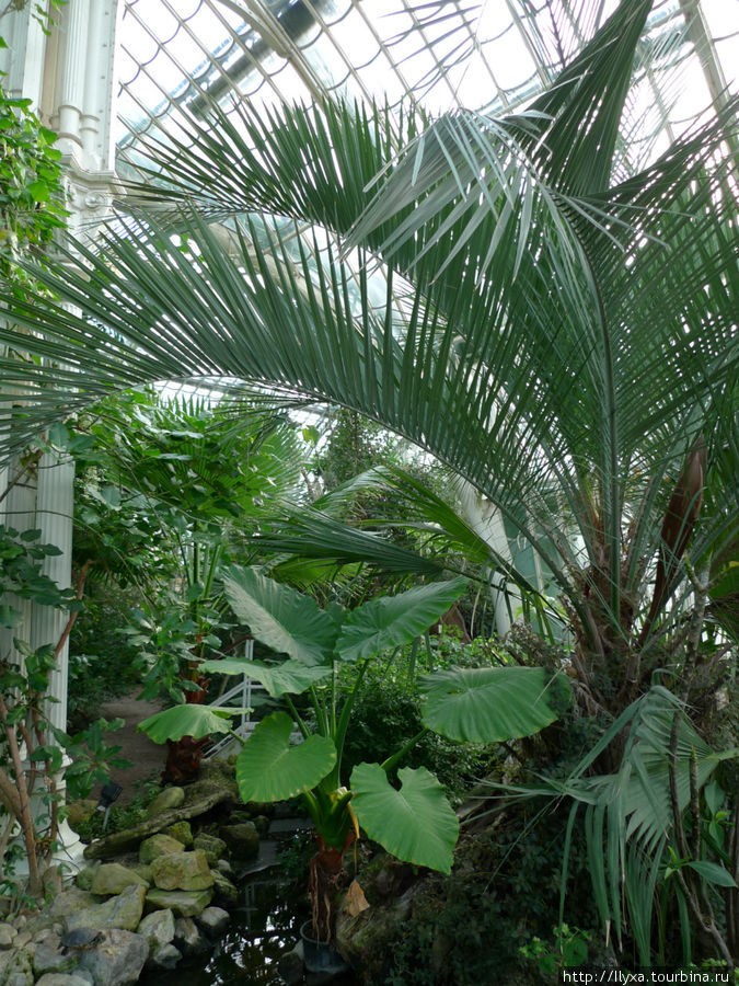 Пальмовая оранжерея (PalmHouse) Вена, Австрия