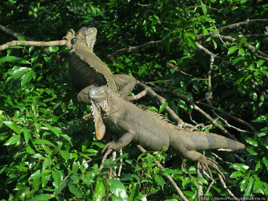 Игуана Провинция Алахуэла, Коста-Рика