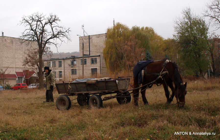 Лошадка, как местный транспорт в городе. Сороки, Молдова
