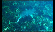 черноперая рифовая акула в акульем заливе