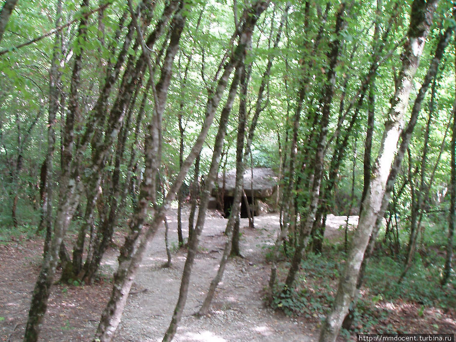 Дольмен прячется в зарослях Краснодарский край, Россия