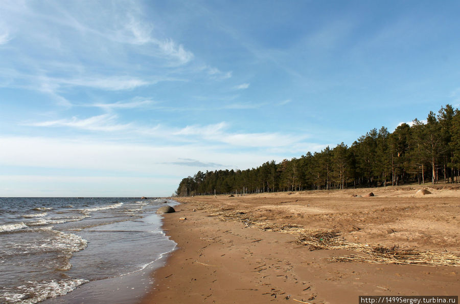 Сосны, песок и залив Сосновый Бор, Россия