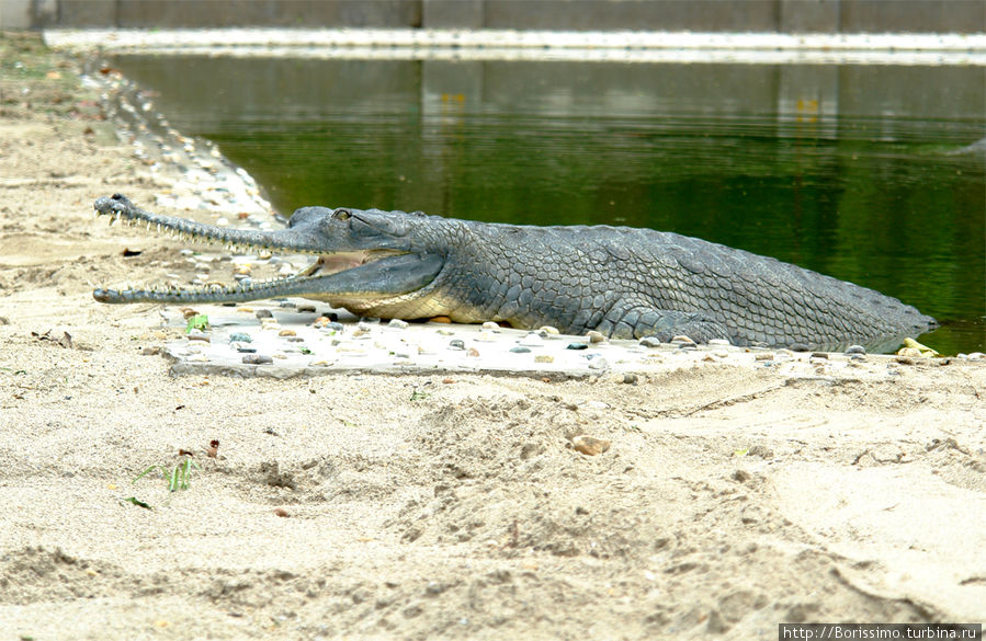 А эта рептилия повстречалась нам на крокодиловой ферме. Не смотря на внушительные размеры и устрашающий внешний вид, она довольно безобидна и питается исключительно рыбой. Непал