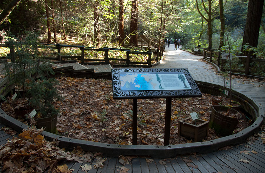 В парке Muir Woods Сан-Франциско, CША