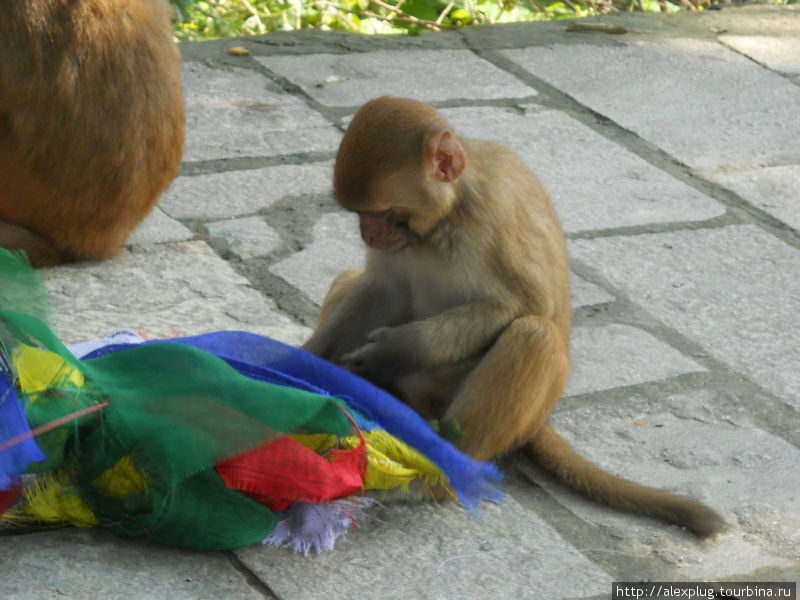 Позавидовали другие обезьяны, и оборвали молитвенные флажки. Гокьо, Непал