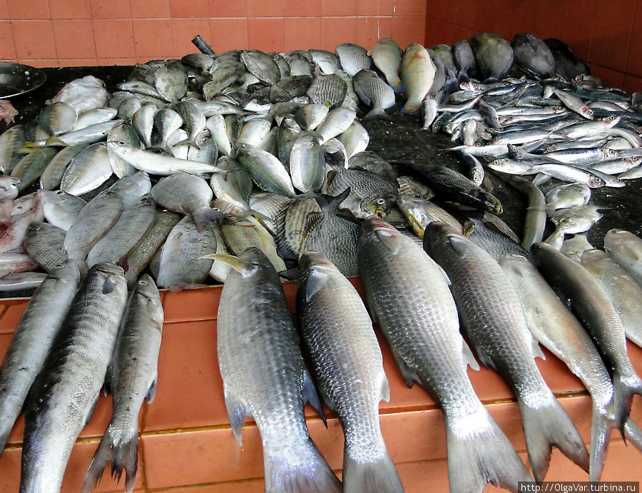 Рыбный отдел Тринкомали, Шри-Ланка