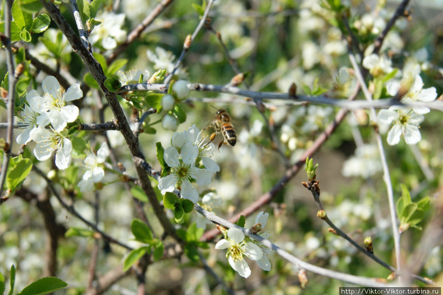 Пчеловодческий сезон начинается Любинский, Россия