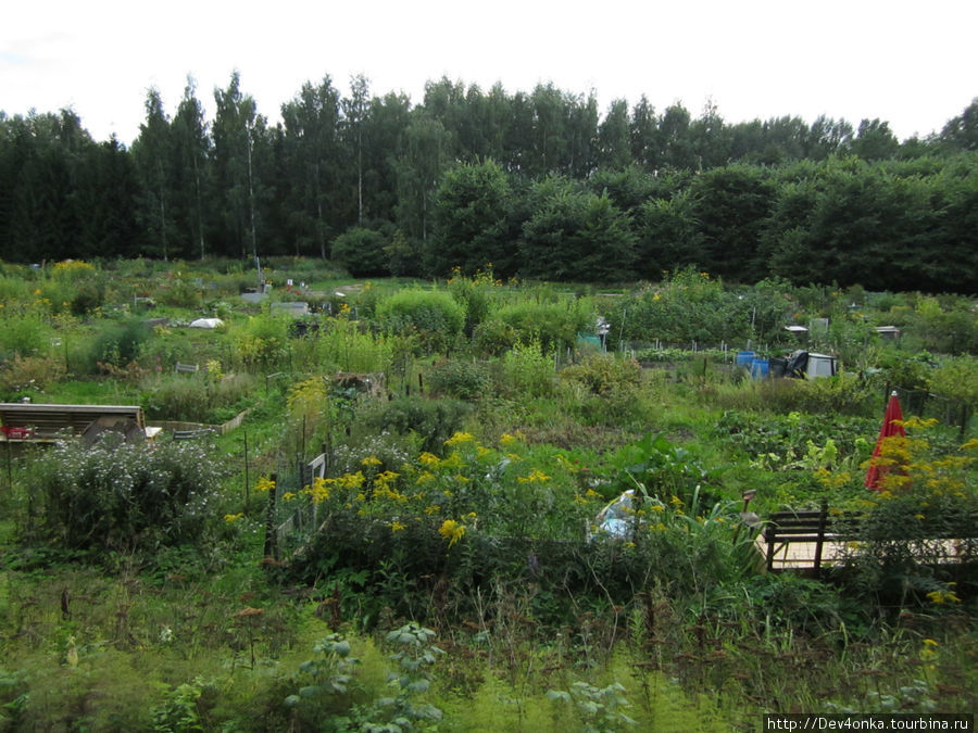 Маленькие огородные участки в лесу Хельсинки, Финляндия