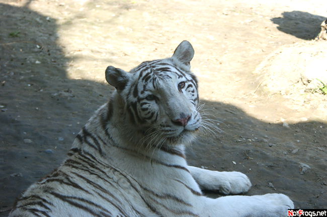 Белый тигр Братислава, Словакия