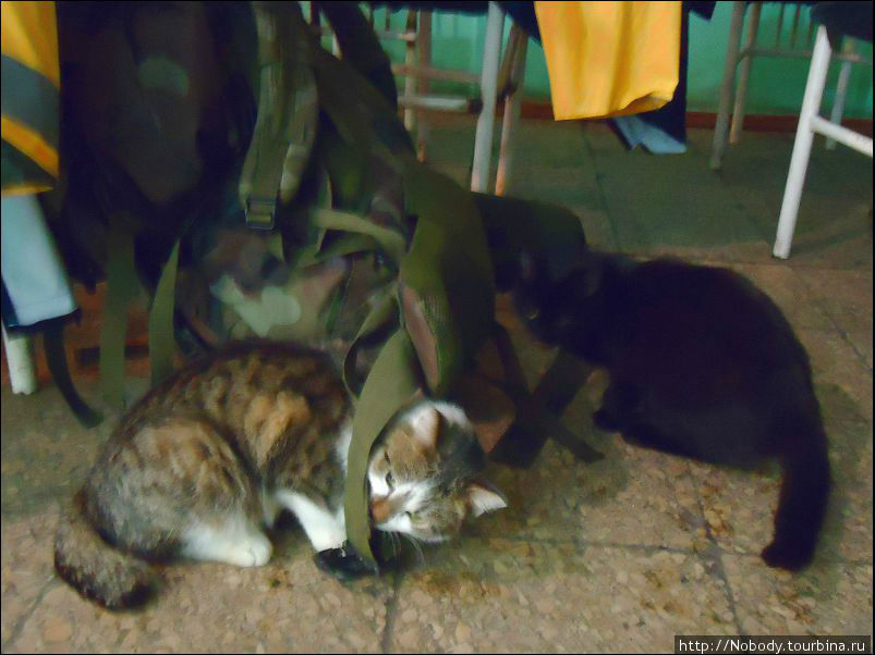 Кошки получились плохо — они слишком быстрые, а фотоаппарат слишком медленный(( Ульяновск, Россия