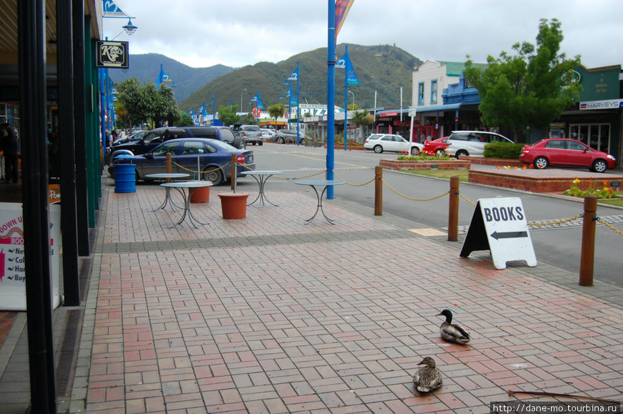 Утки отдыхают на центральной улице Пиктон, Новая Зеландия