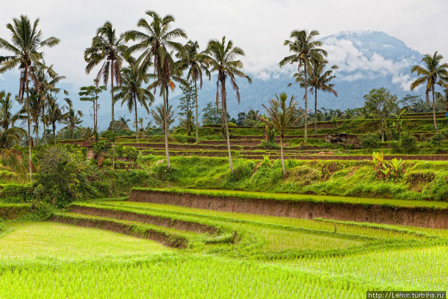 Рисовые террасы Убуд, Индонезия