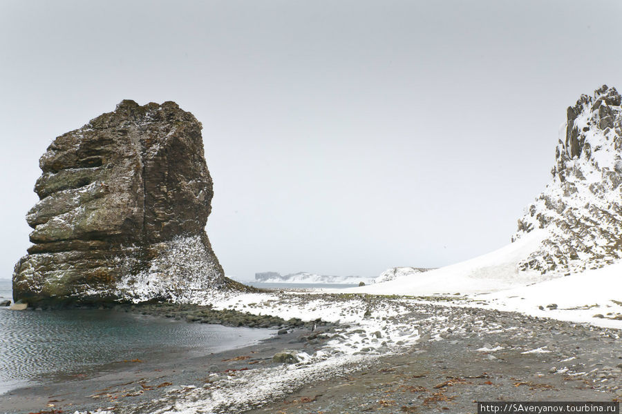 Пингвины , морские львы и шторм у берегов Антарктики. Остров Роберта, Антарктида