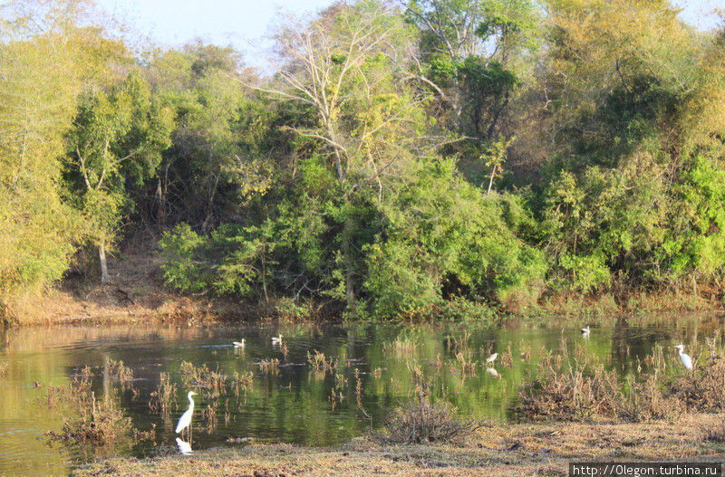 На озеро приходят пить зверушки, но в этот раз там были только птицы Национальный парк Мудумалай, Индия