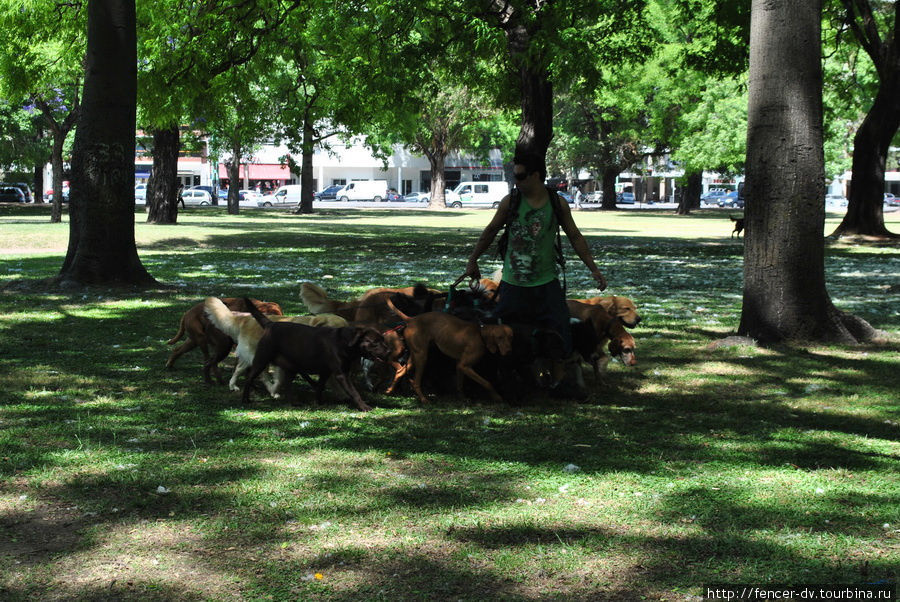 Выгул собак по-аргентински: меньше 12 штук за раз — не эффективно. Буэнос-Айрес, Аргентина
