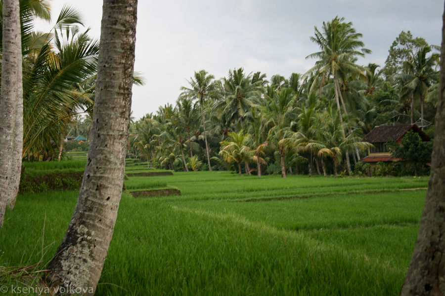 Рисовые террасы во время дождя Убуд, Индонезия