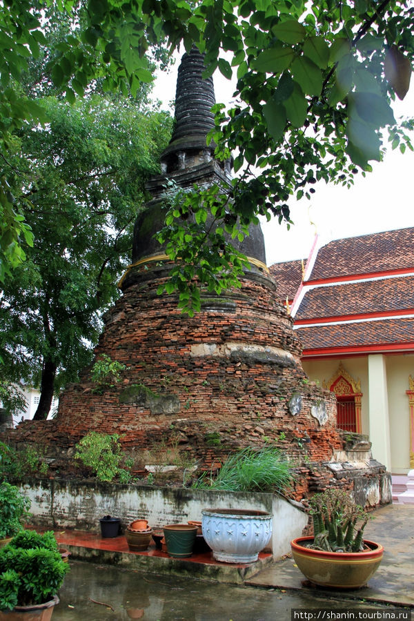 Монастырь любителей бонсай Аюттхая, Таиланд